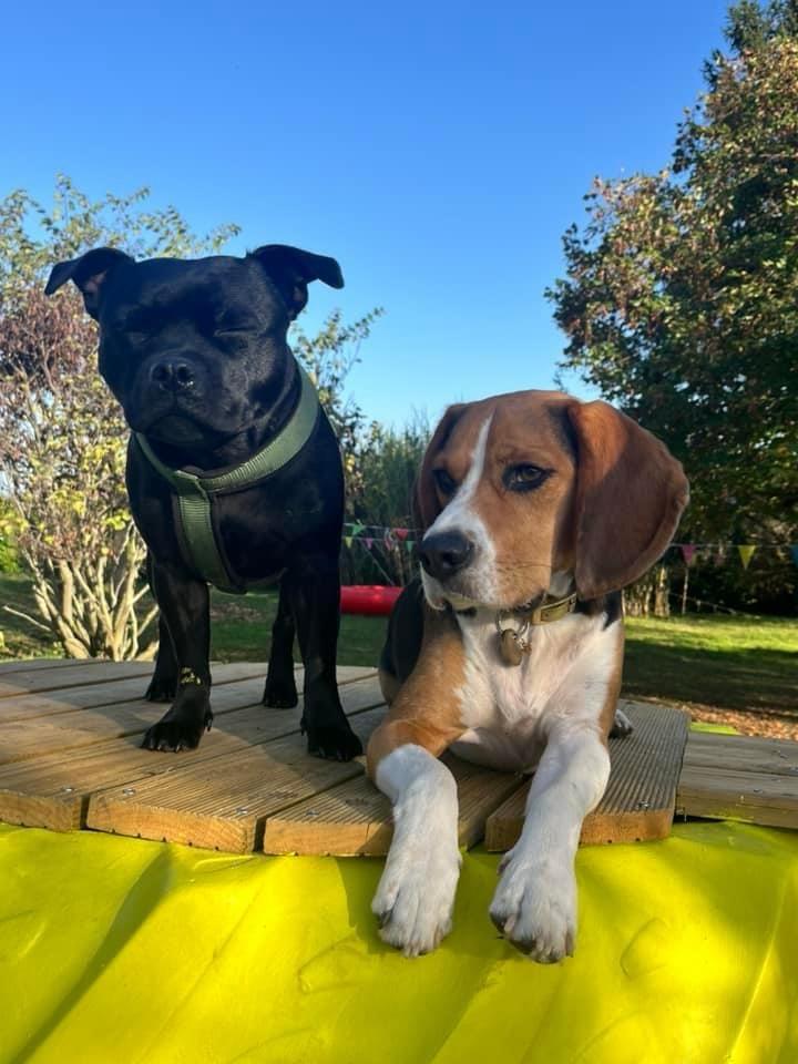 Accès au parc - Séance petit chien - 1h00