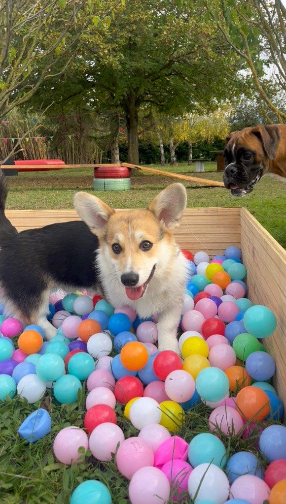 École du chiot - 1h30